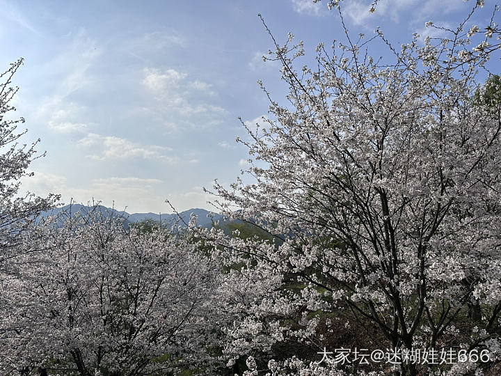 春天刚刚好 樱花绽放时_景色旅游