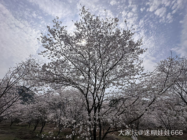 春天刚刚好 樱花绽放时_景色旅游