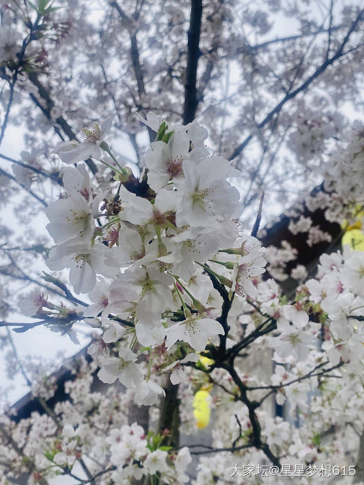 我拍的樱花🌸_闲聊