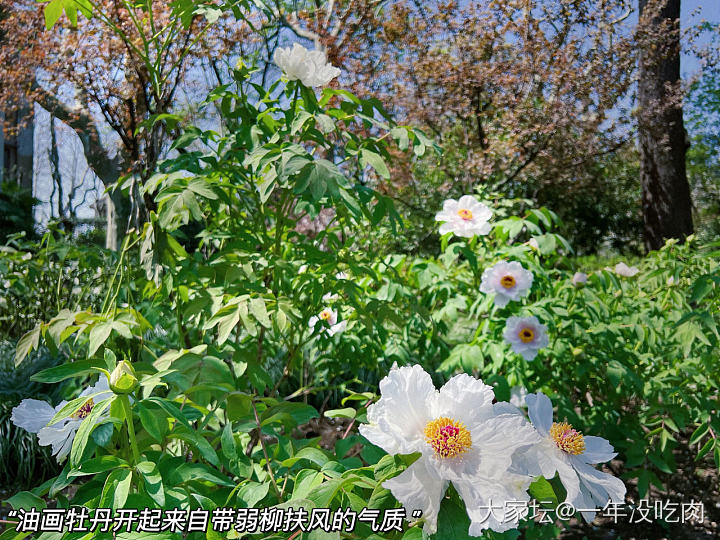 可爱鬼 请看花_花