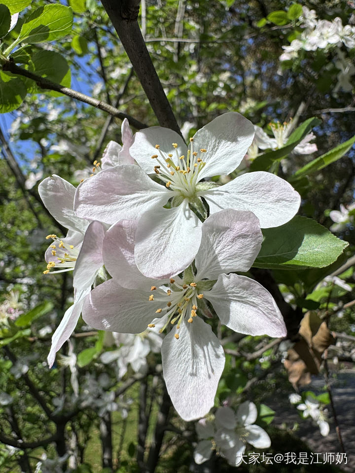 西府海棠_花