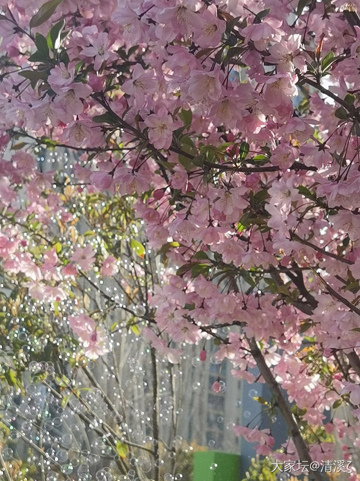 西府海棠_花