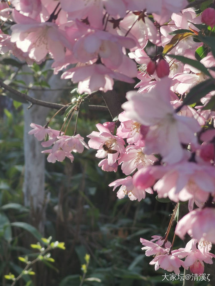 西府海棠_花