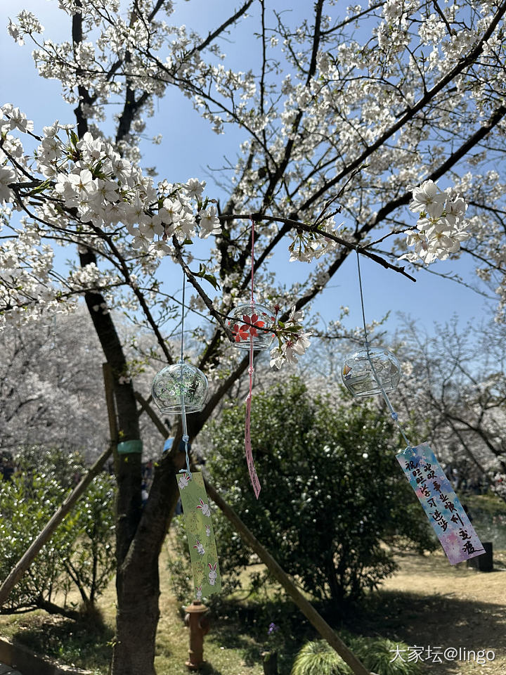 今天的鼋头渚太美了_景色