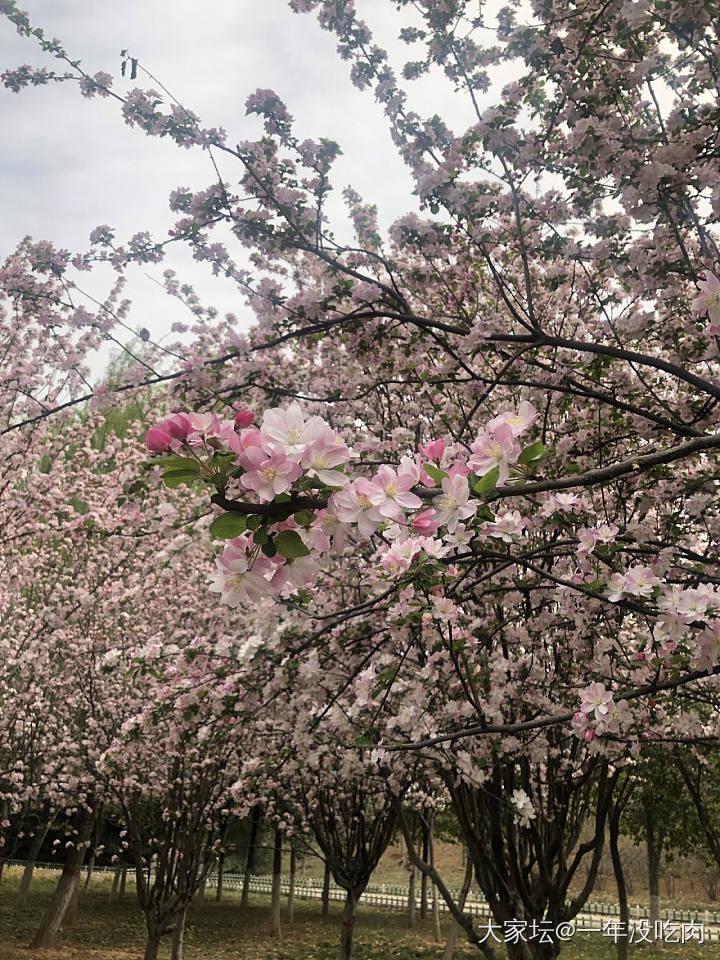 西府海棠_花