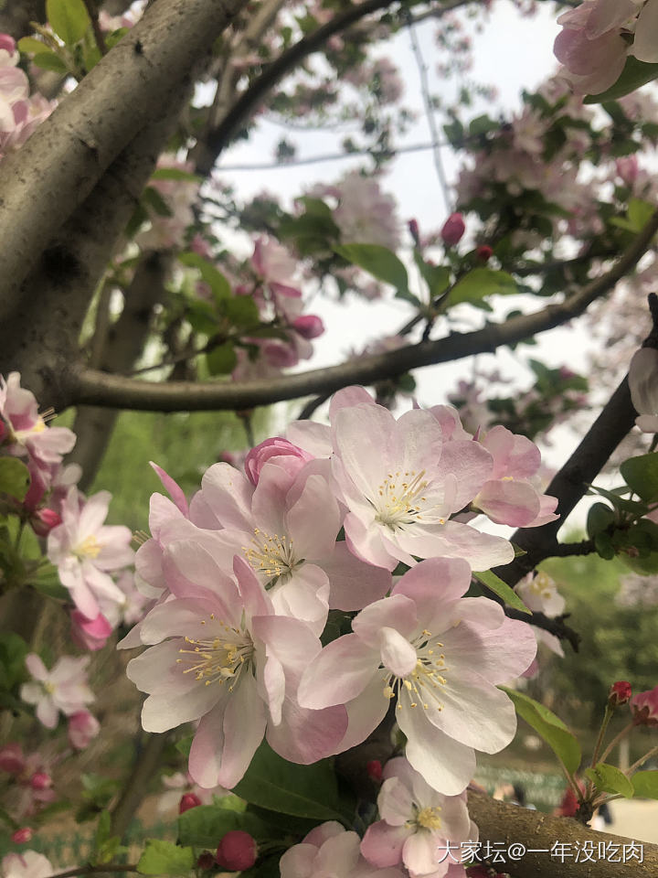 西府海棠_花