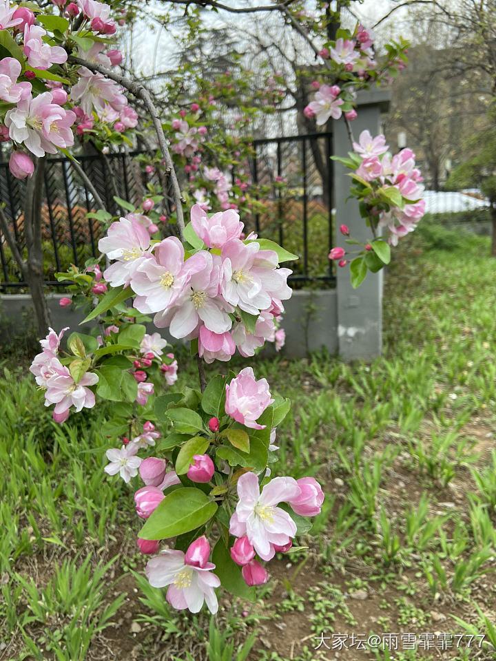 西府海棠_花