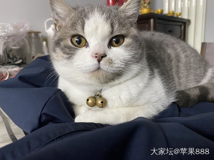 这小眼神🤣_猫