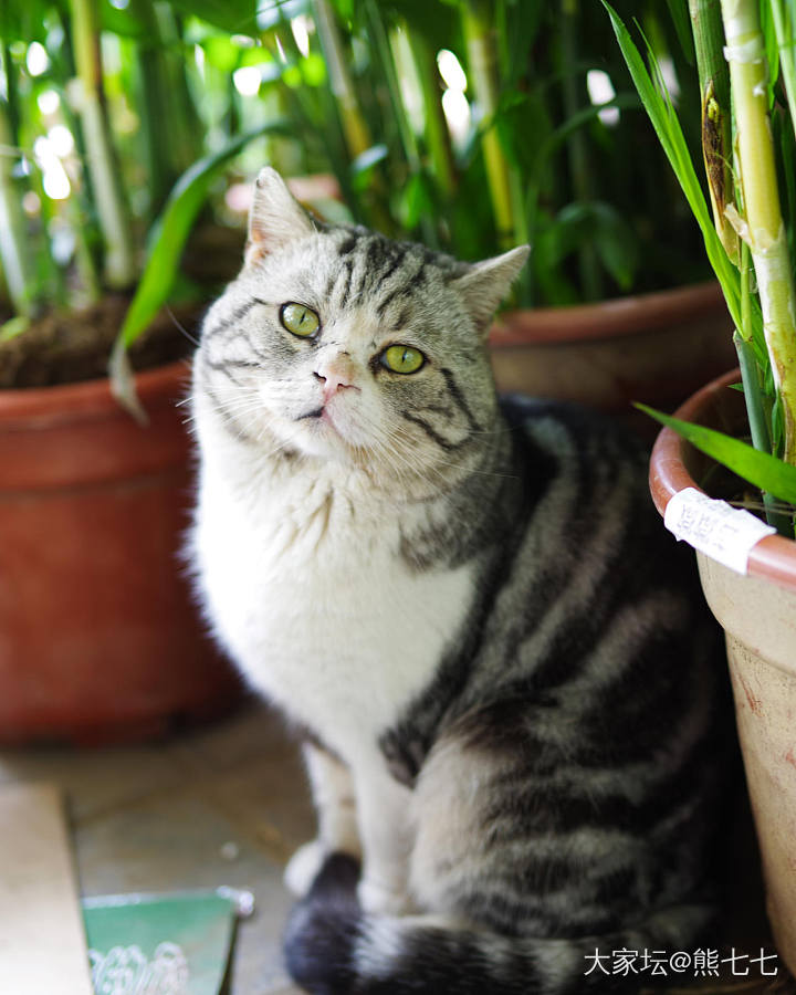 花棚里的猫，名字叫胖小子_宠物