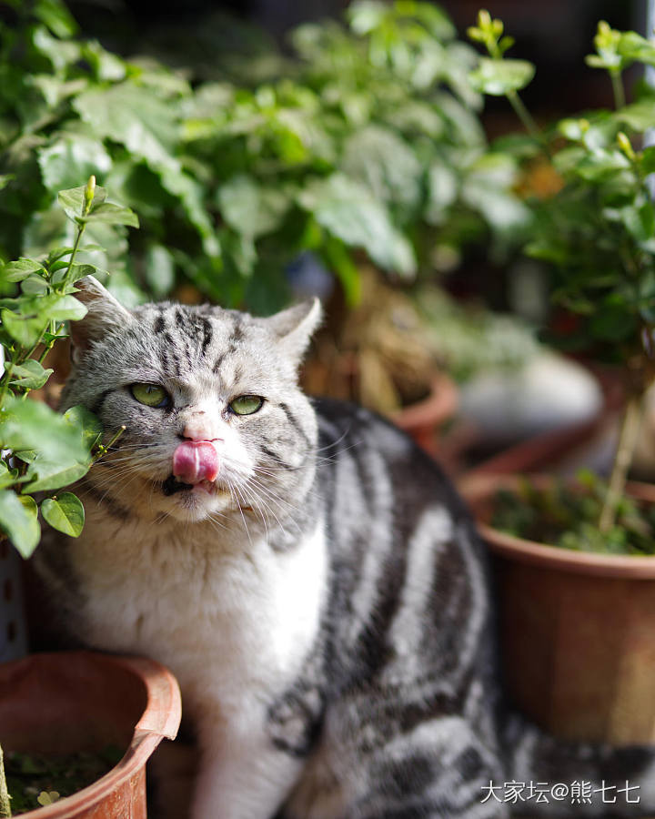 花棚里的猫，名字叫胖小子_宠物