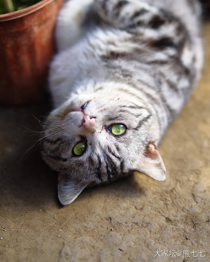 花棚里的猫，名字叫胖小子_宠物