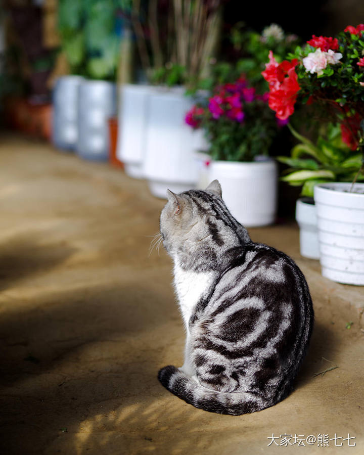 花棚里的猫，名字叫胖小子_宠物