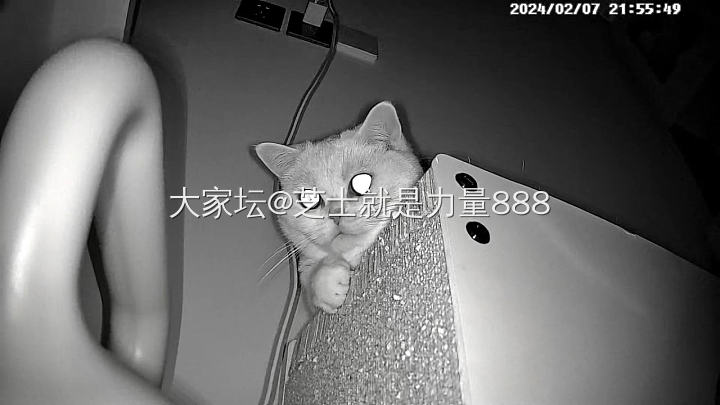 谁家有这样的喵星人_猫