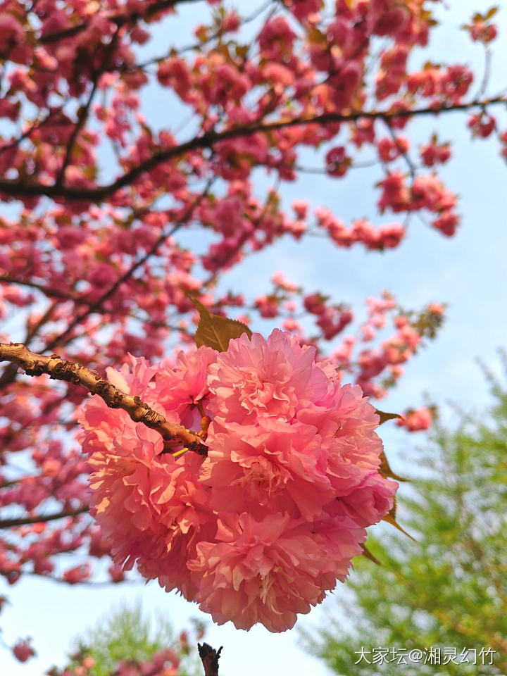 上班经过的路，早樱谢幕晚樱盛放了_花