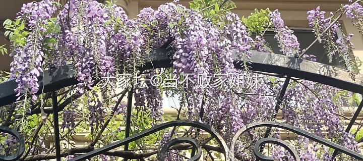 今天难得可以晚些去公司开始待候一下花草_植物