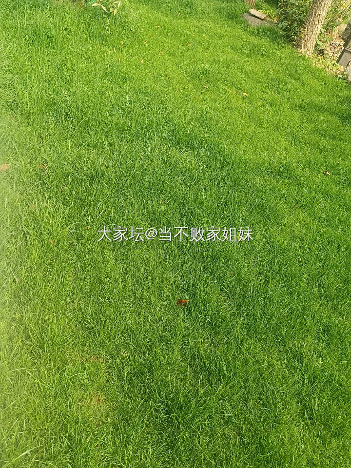 今天难得可以晚些去公司开始待候一下花草_植物