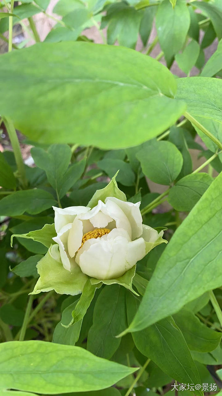 老爸_花