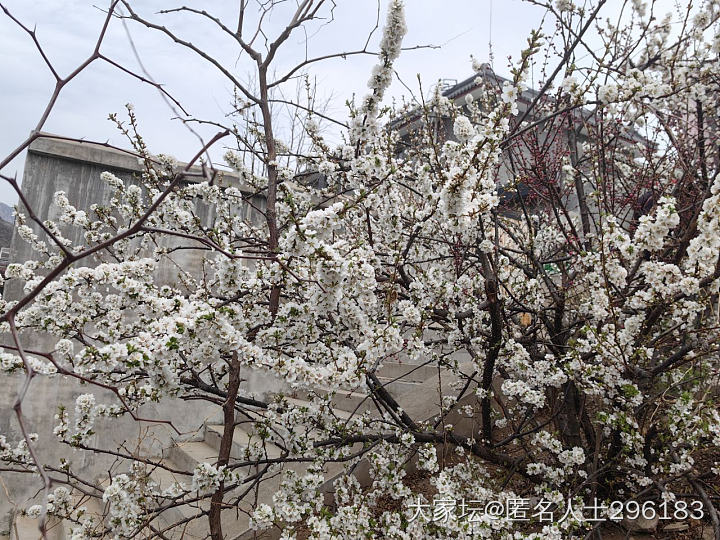 北京的春_花