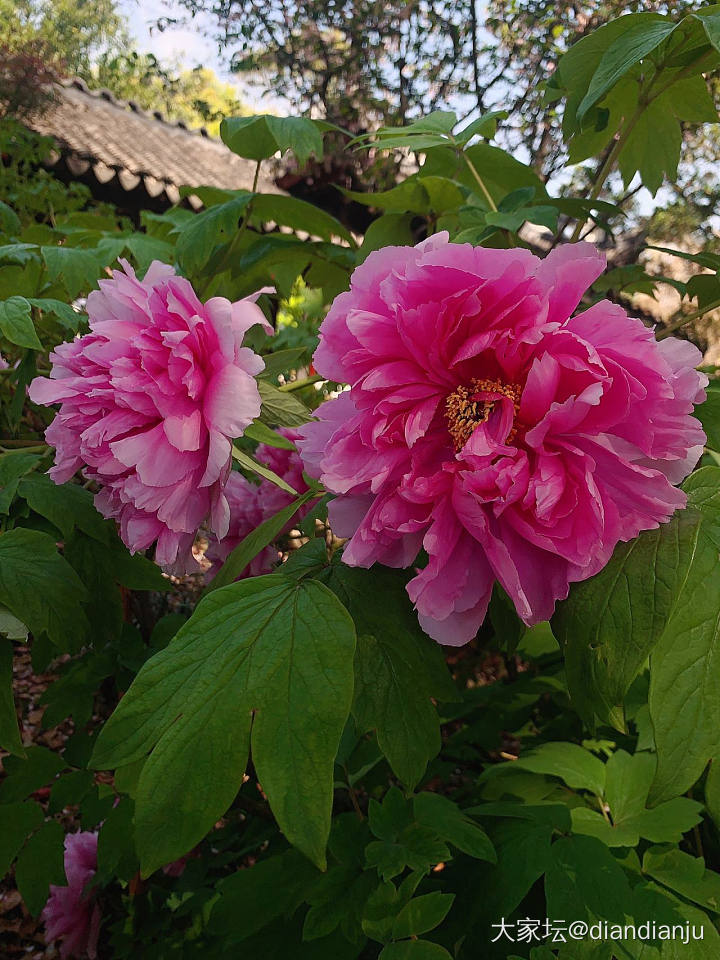 赏花，且把春光留住～_花