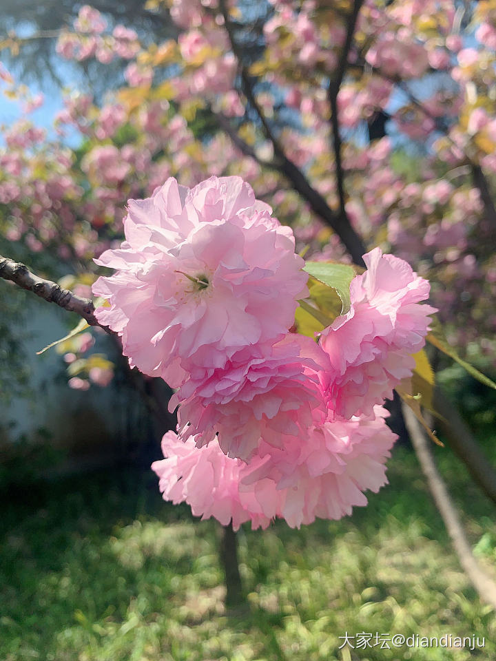 赏花，且把春光留住～_花