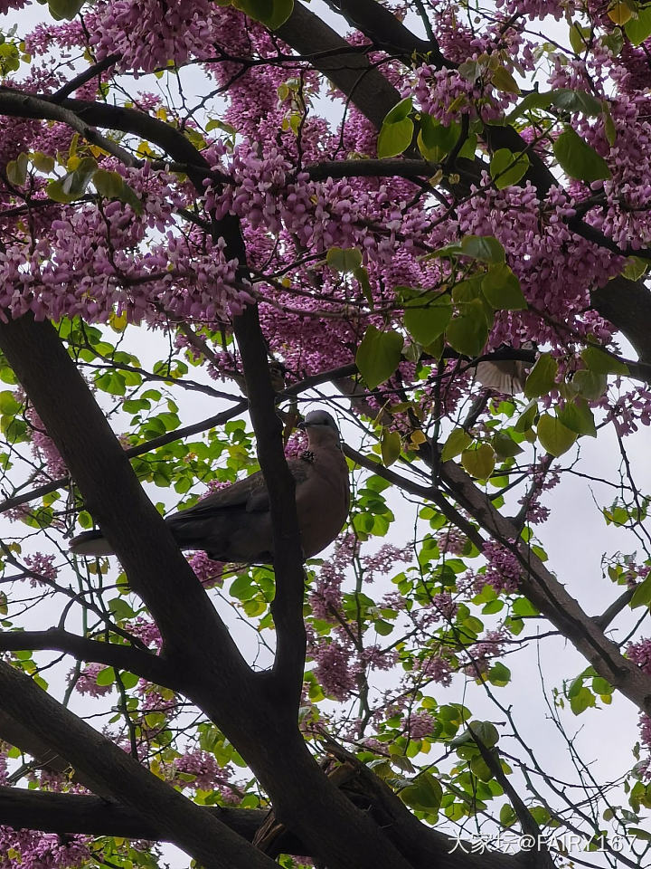 这一大一小都是什么🐦_鸟