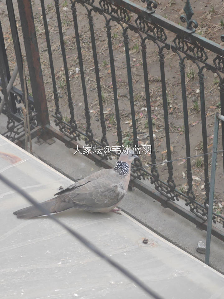 这一大一小都是什么🐦_鸟