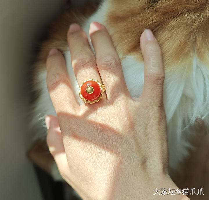 领养的女儿看上我新戒指了_戒指南红