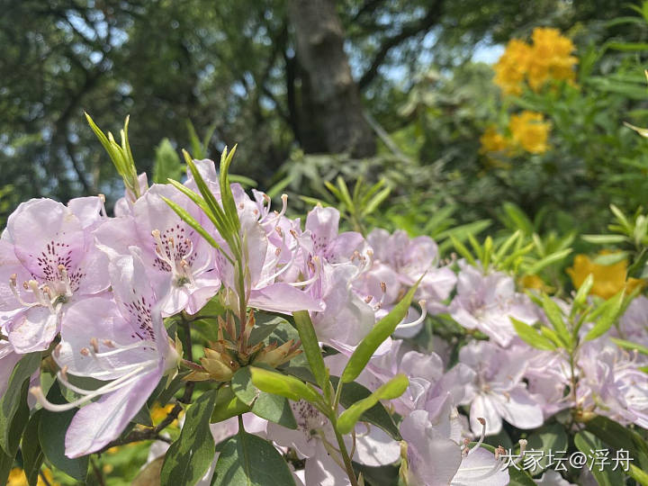 好久没见过这么灿烂的杜鹃花了_花