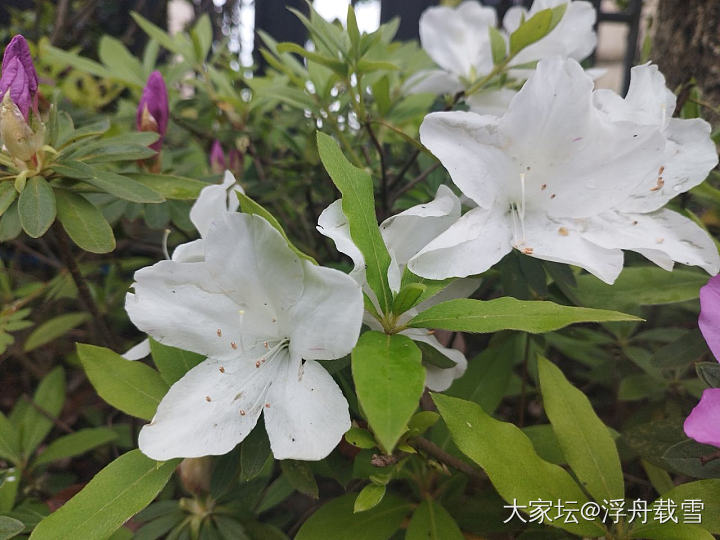 好久没见过这么灿烂的杜鹃花了_花