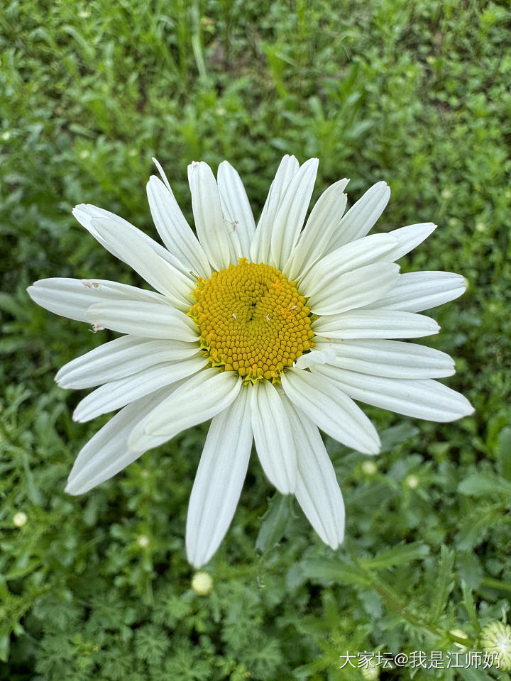 又是一年蔷薇花开。

队友早上香喷喷滴出门，中午烟熏火燎臭乎乎滴跑回来。😂_手饰铂银