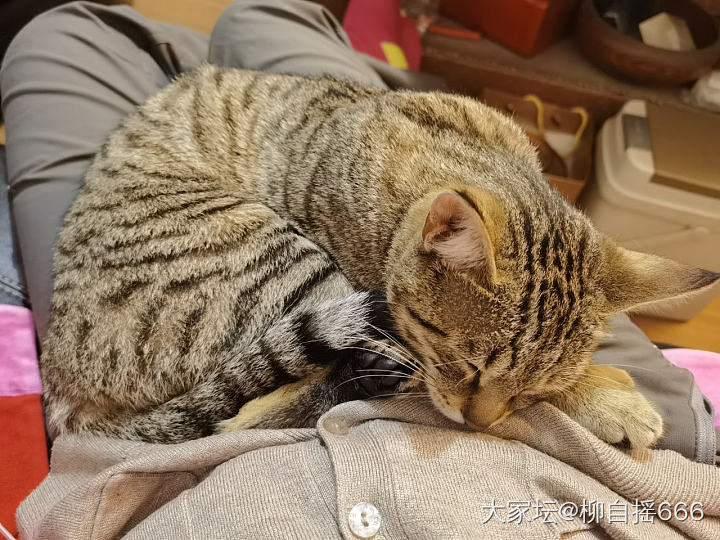 黏人精🐱_猫