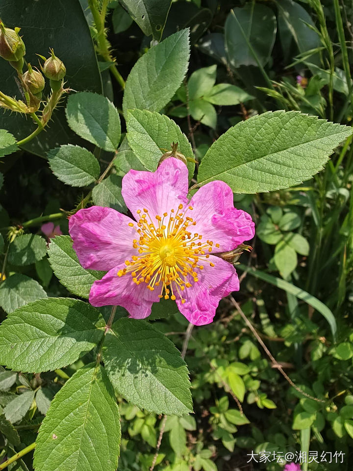 周末逛逛湿地公园，遇见童年外婆家门口的那种🌺，莫名美好加倍_花翡翠