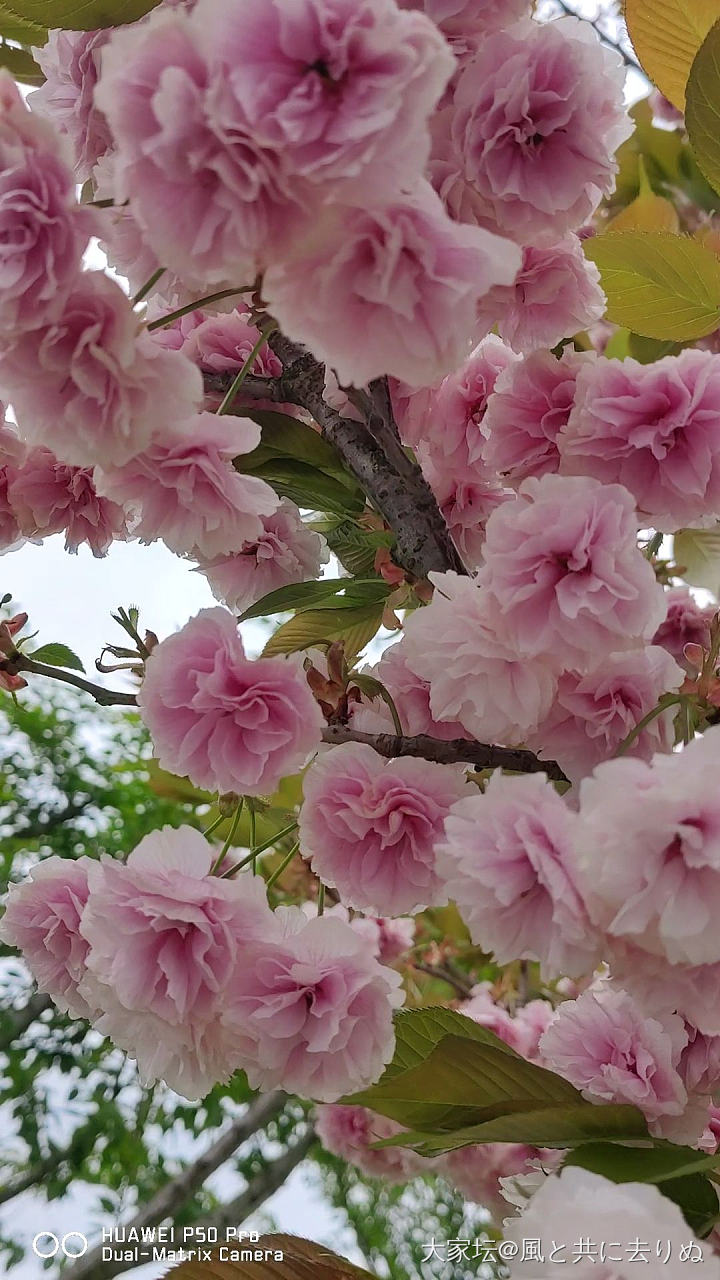 四月春花_花植物