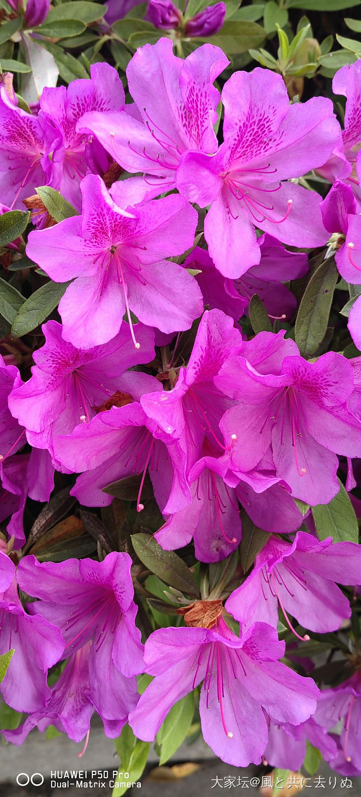 四月春花_花植物