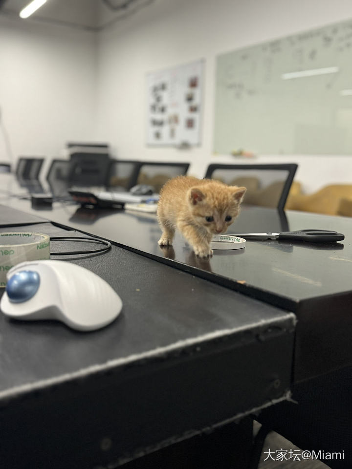 公司门口被人遗弃的小奶猫，被公司领导拾了，现在公司同事们轮流专职奶妈～_猫宠物