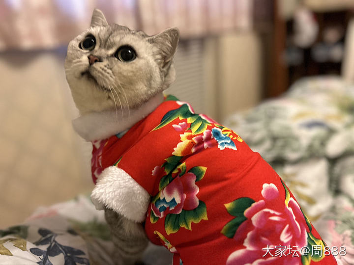 姐妹们，我的猫可爱吗_猫