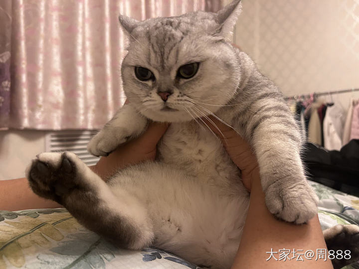 姐妹们，我的猫可爱吗_猫