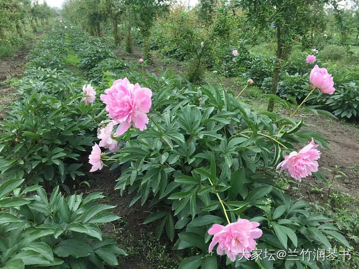 又到了芍药季了_花