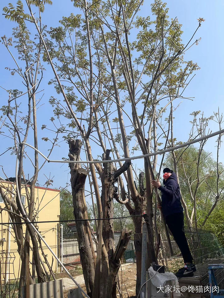 薅秃了一棵百年老香椿树_植物