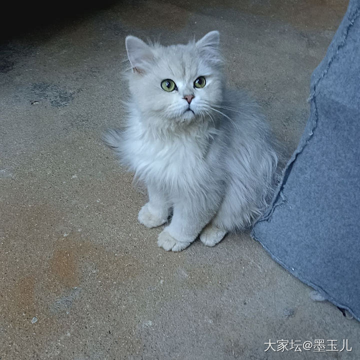 姐妹们，我的猫可爱吗_猫