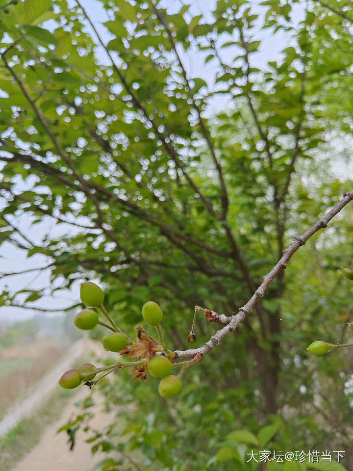 坛友圈的樱桃🍒熟了，趁遛弯的时候我去看看人家的，我们这边还要过些日子咯_植物