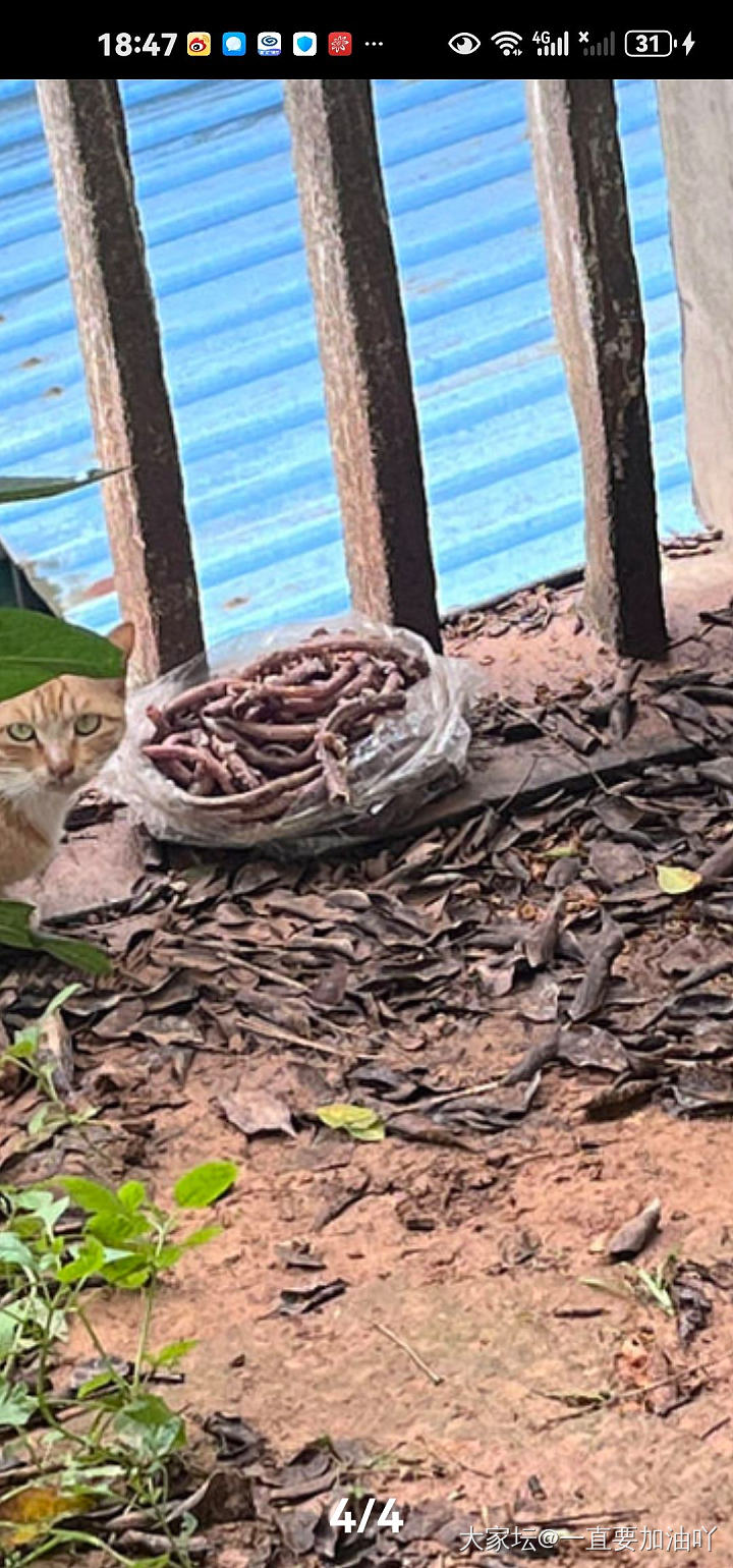 奶奶喂的流浪猫_猫