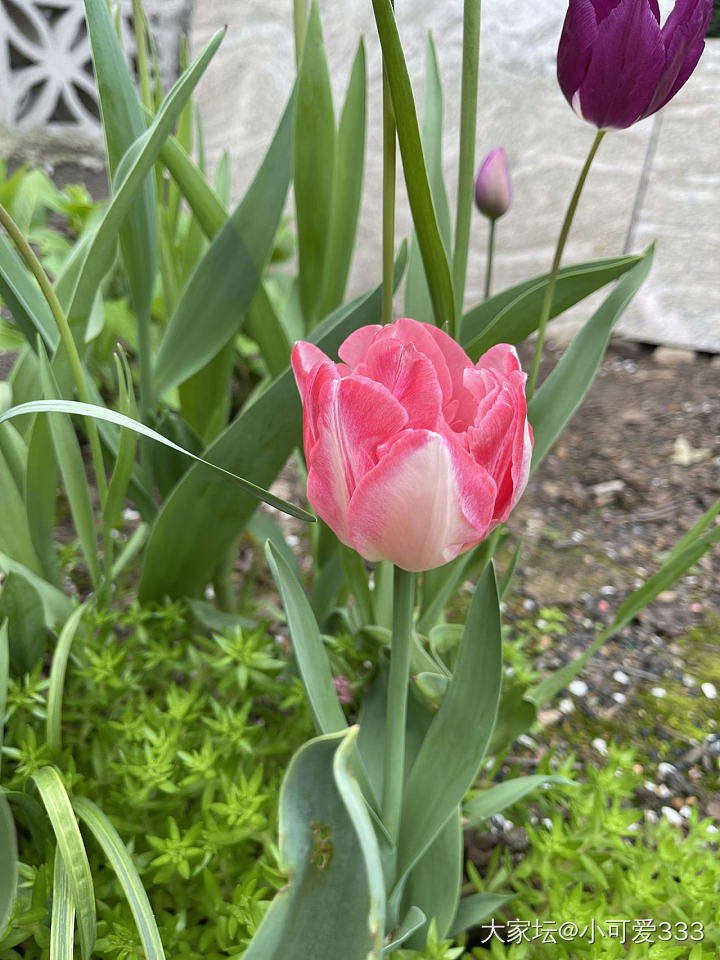 春暖花开_花