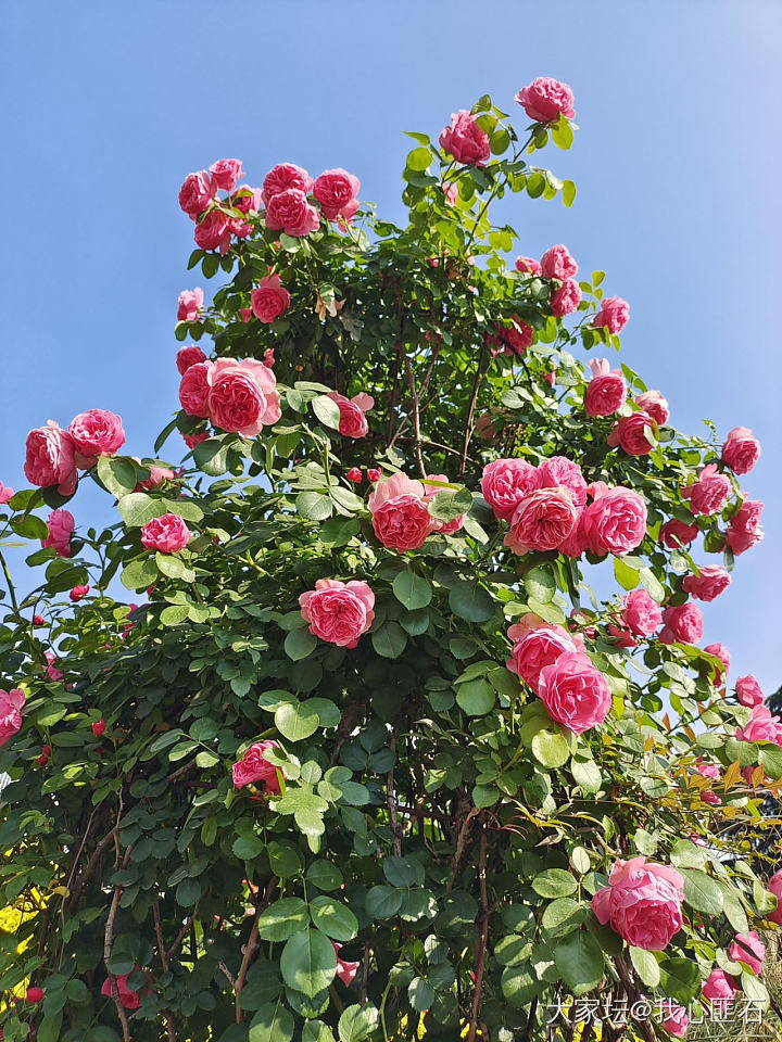 炸花花了🌹💐🌸_花