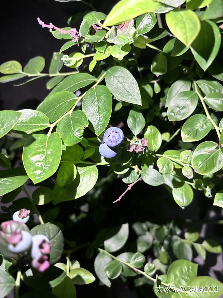 在露台种的蓝莓熟了_水果