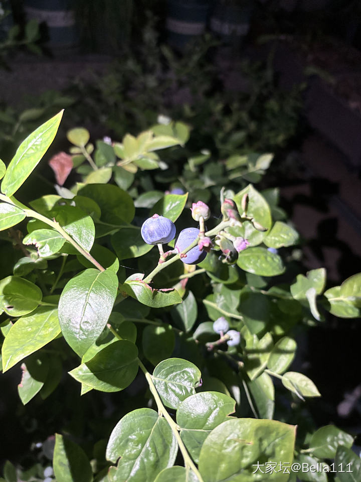 在露台种的蓝莓熟了_水果
