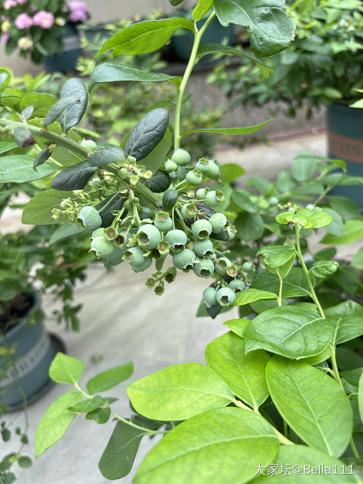 在露台种的蓝莓熟了（二）_植物水果