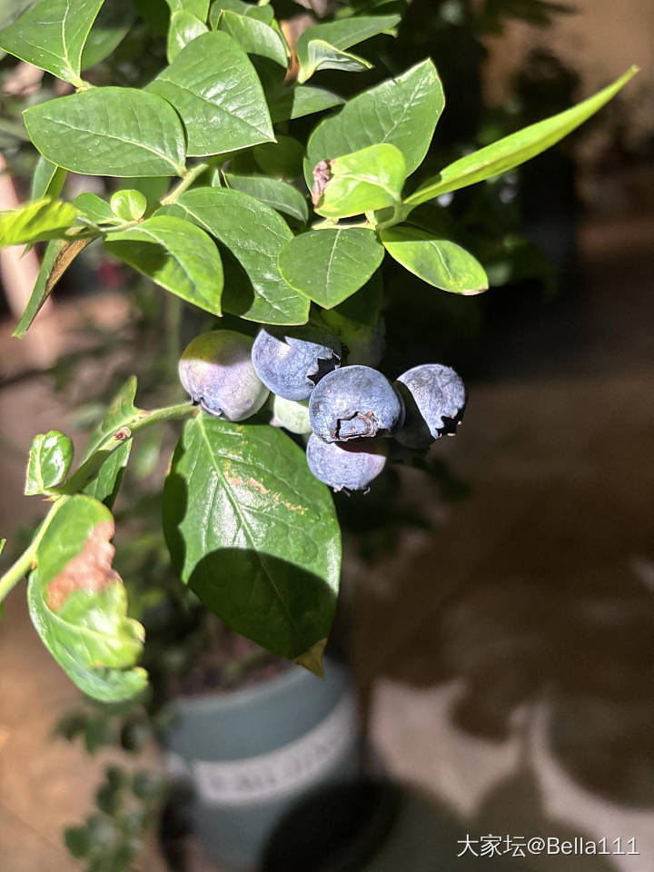 在露台种的蓝莓熟了（二）_植物水果