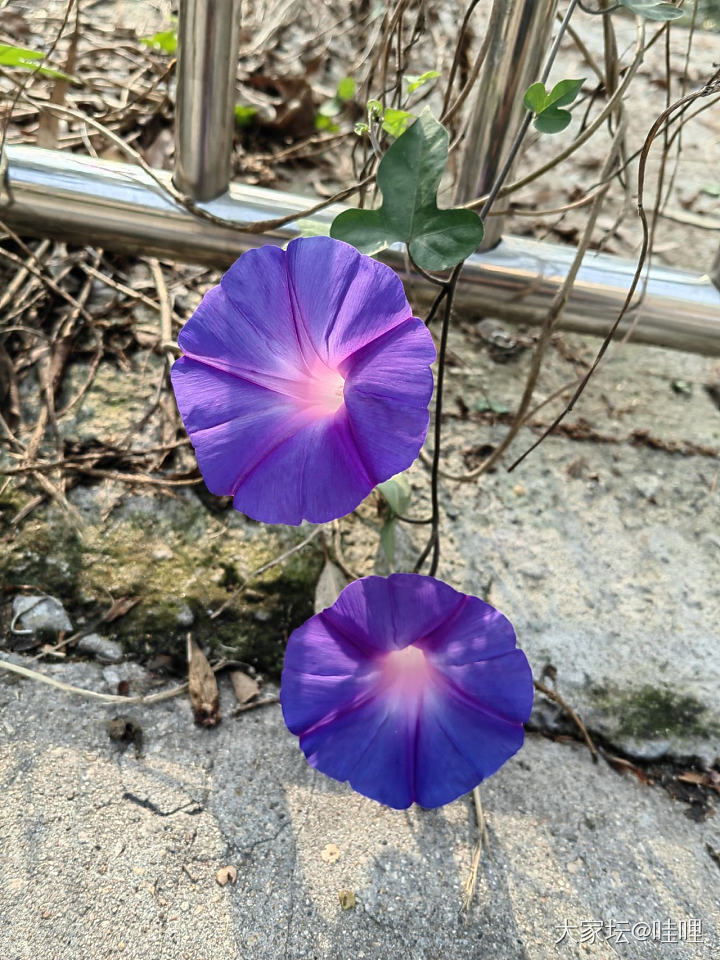 从种植中得到力量_植物