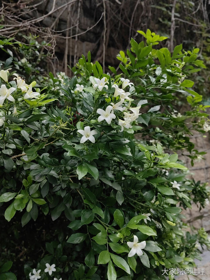 从种植中得到力量_植物